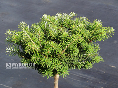 Abies koreana Cis