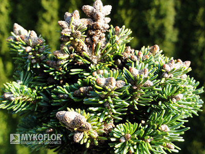 Abies magnifica Shastensis WB