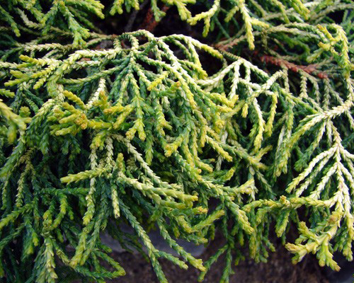 Chamaecyparis obtusa Tsatsumi Gold