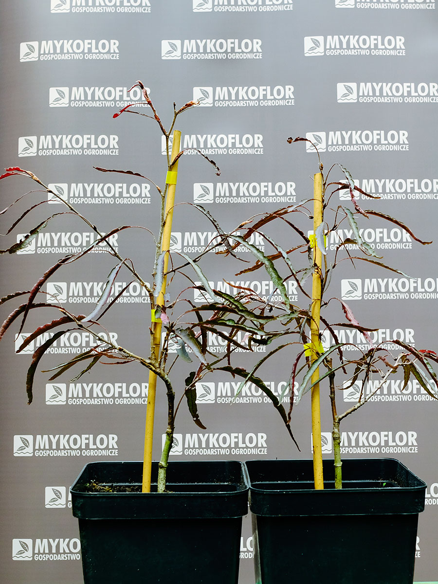 Buk pospolity Ansorgei – przykładowe rośliny oferowane do sprzedaży