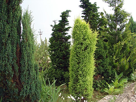 Juniperus communis Suecica Aurea