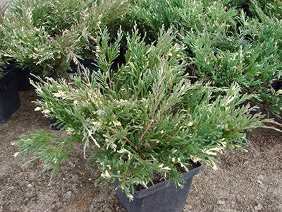 Juniperus horizontalis Andorra Variegata