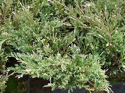 Juniperus horizontalis Andorra Variegata