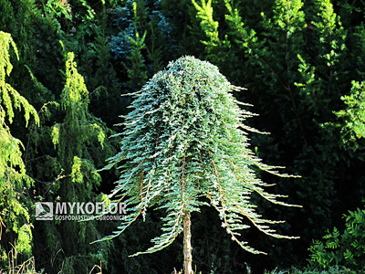Juniperus horizontalis Glacier - przykładowy materiał oferowany do sprzedaży