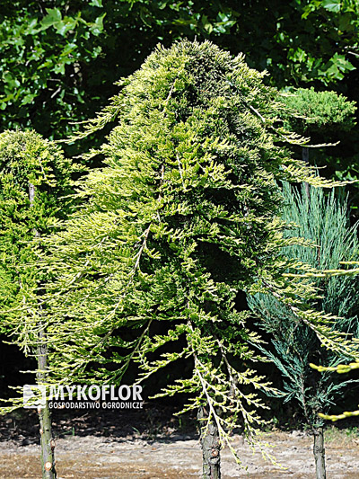 Juniperus horizontalis Golden Carpet Pa min 90cm