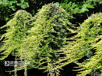 Juniperus horizontalis Golden Carpet Pa min 90cm