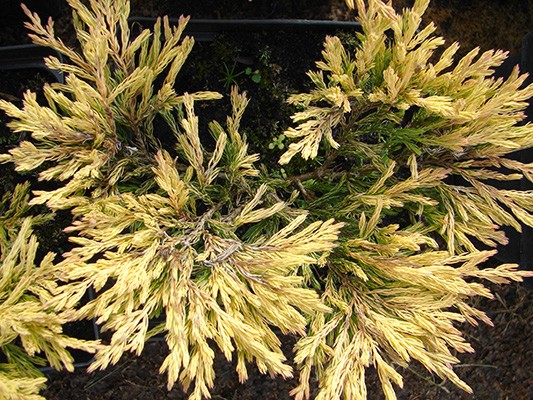 Juniperus horizontalis Limeglow