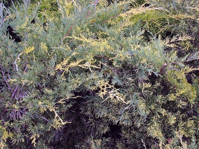 Juniperus media Blue and Gold