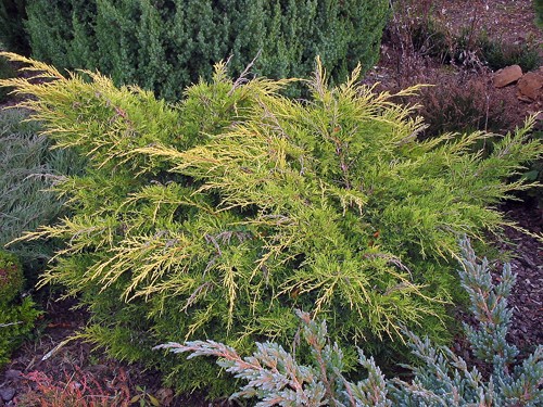 Juniperus media Gold Star