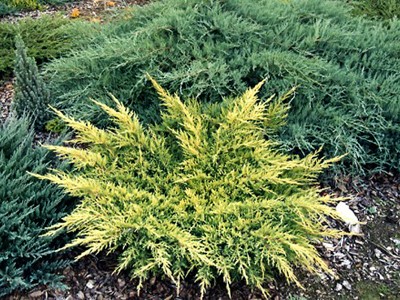 Juniperus media Mordigan Gold