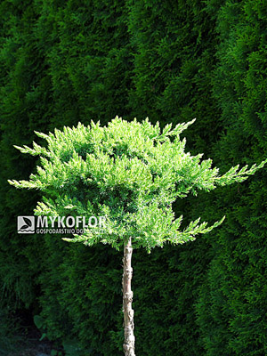 Juniperus procumbens Nana Pa min 90cm