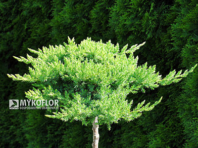 Juniperus procumbens Nana Pa min 90cm