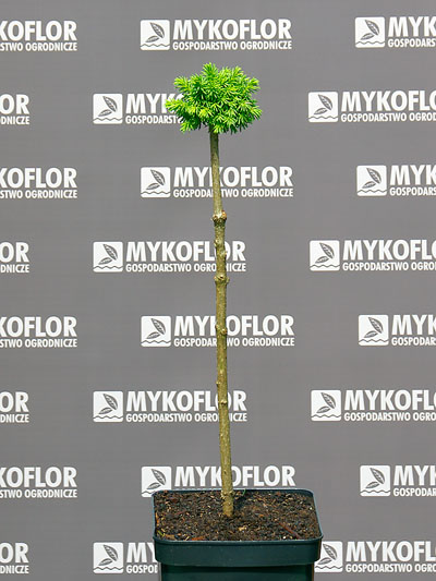 Picea abies Cukrák – przykładowa roślina oferowana do sprzedaży