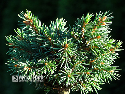 Picea abies Exot