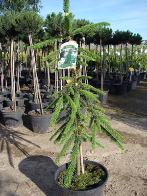 Picea abies Inversa - Świerk pospolity Inversa
