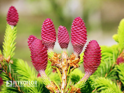 Picea abies Pusch – zbliżenie szyszek