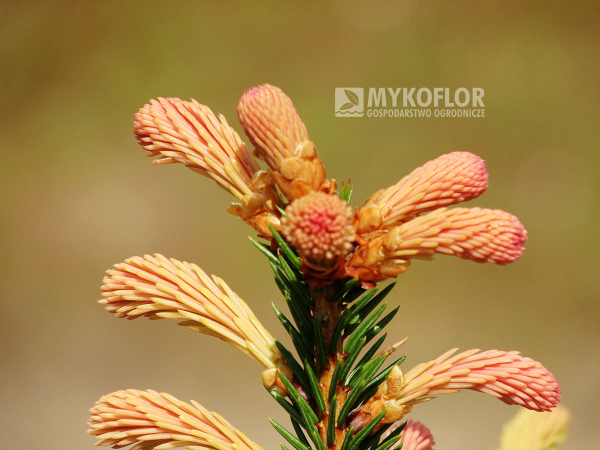 Picea abies Roseospicata – pierwsza faza młodych przyrostów