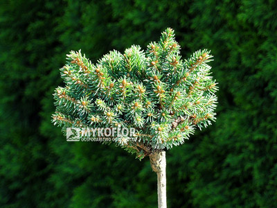 Picea abies Roth
