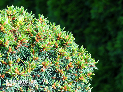 Picea abies Wagneri WB