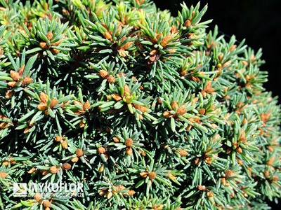 Picea abies Wagneri WB