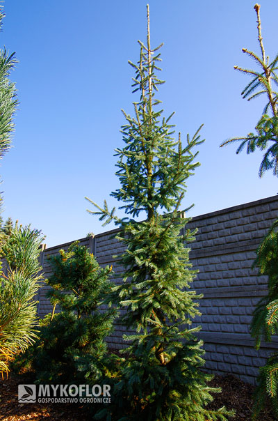 Picea engelmannii Blue Harbor – roślina rosnąca w gruncie