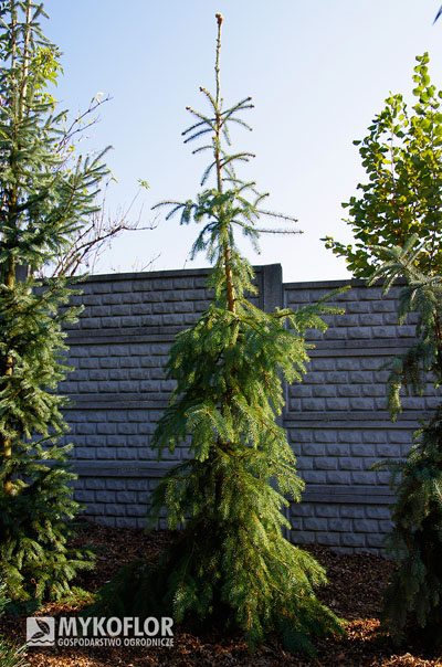 Picea engelmannii Bush’s Lace – roślina rosnąca w gruncie