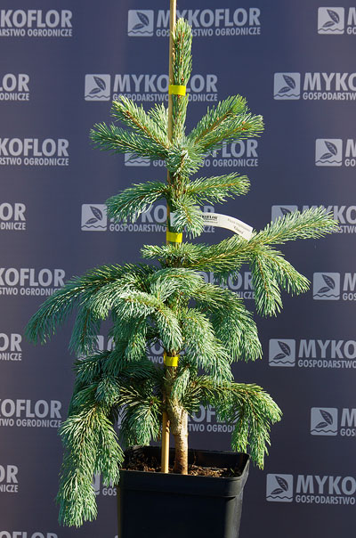 Picea engelmannii Gluaca – przykładowa roślina oferowana do sprzedaży