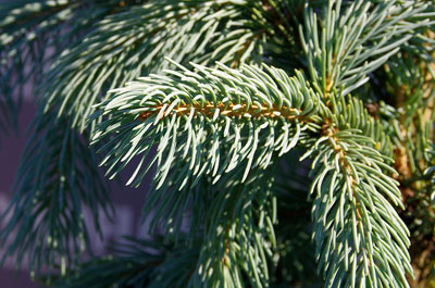 Picea engelmannii Gluaca – zbliżenie igieł