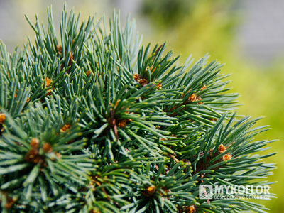 Picea engelmannii ‘Hobo’ – zbliżenie igieł