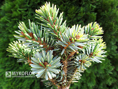 Picea jezoensis Marianske Lazne Pa 60-80cm