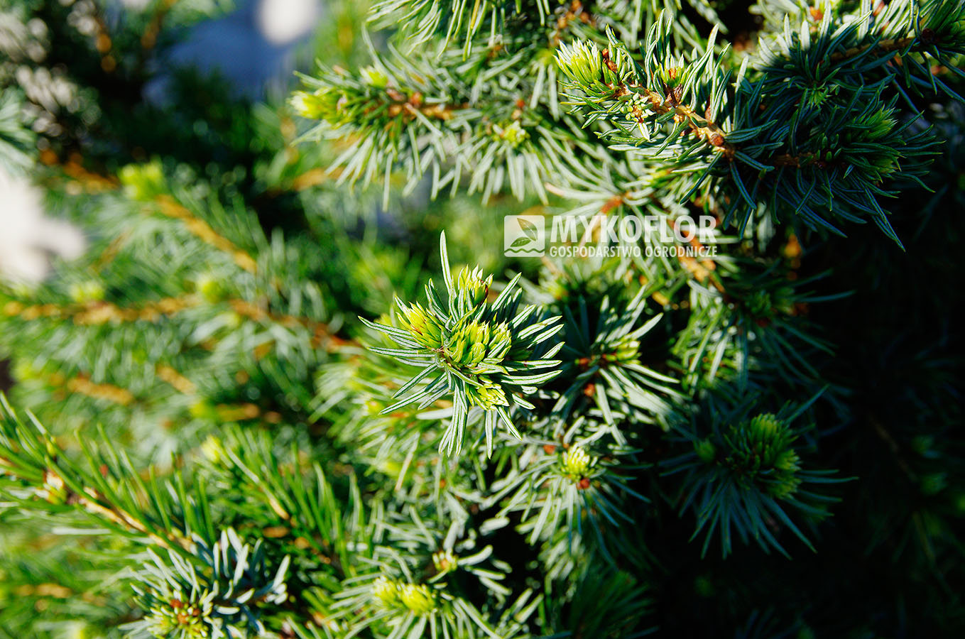 Picea omorika ‘Wodan’ – zbliżenie igieł