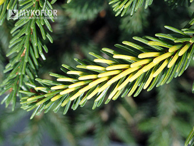 Picea orientalis Early Gold