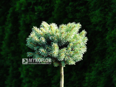 Picea pungens Blue Pearl – roślina zaszczepiona na pniu