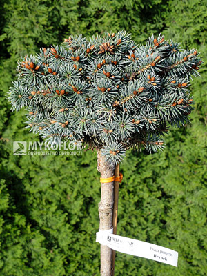 Picea pungens Brynek Pa