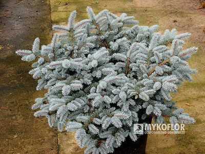 Picea pungens ‘Glauca Globosa’ – przykładowa roślina oferowana do sprzedaży
