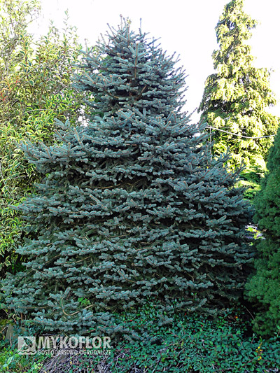 Picea pungens Mykoflor C3