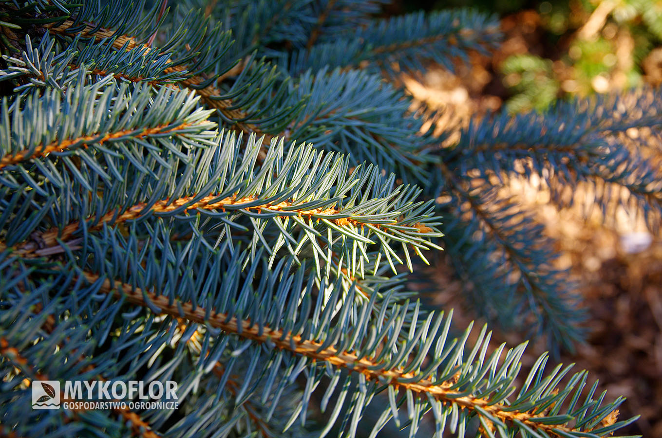 Picea pungens ‘The Blues’ – zbliżenie igieł
