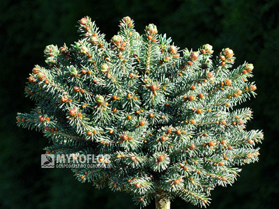 Picea rubens Grandfather Mountain