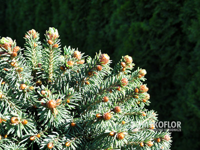 Picea rubens Grandfather Mountain