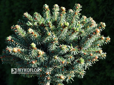 Picea rubens Grandfather Mountain