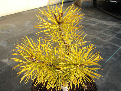 Pinus contorta Chief Joseph