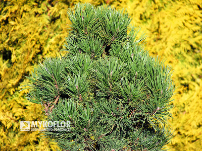 Pinus contorta Krnak