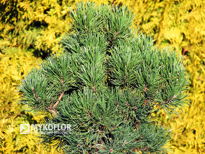 Pinus contorta Krnak