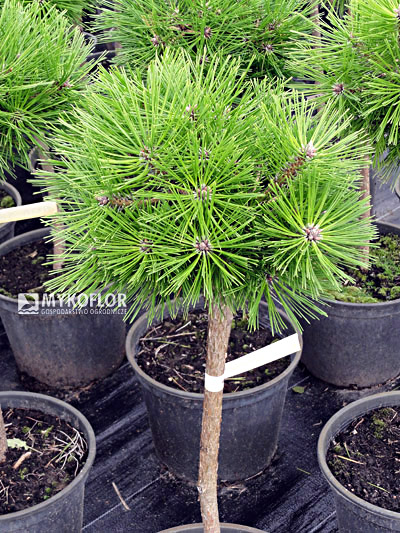 Pinus densiflora Jane Kluis Pa 40cm