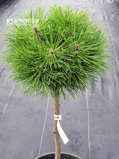 Pinus densiflora Jane Kluis Pa 40cm