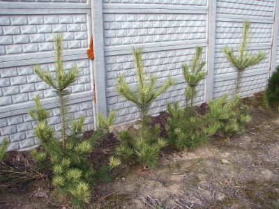 Pinus densiflora Oculus Draconis