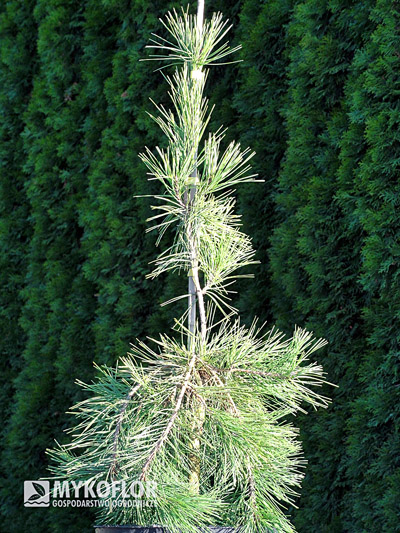 Pinus densiflora Pendula