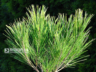 Pinus densiflora Umbraculifera