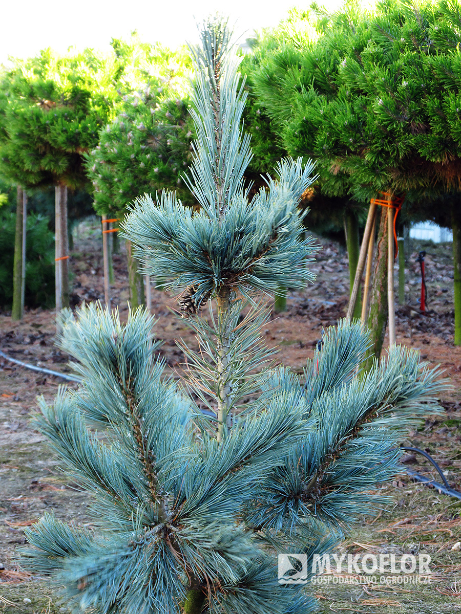 Pinus flexilis Cesarini