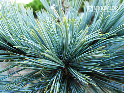 Pinus flexilis Cesarini – zbliżenie igieł